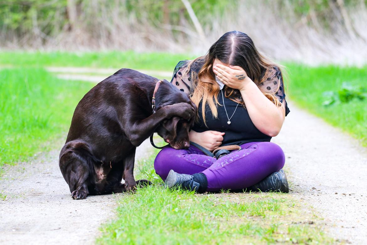Labrador retriever Cody billede 2
