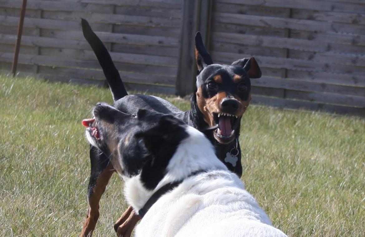 Dvaergpinscher Futte billede 4