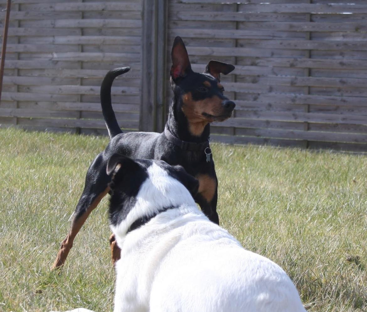 Dvaergpinscher Futte billede 6