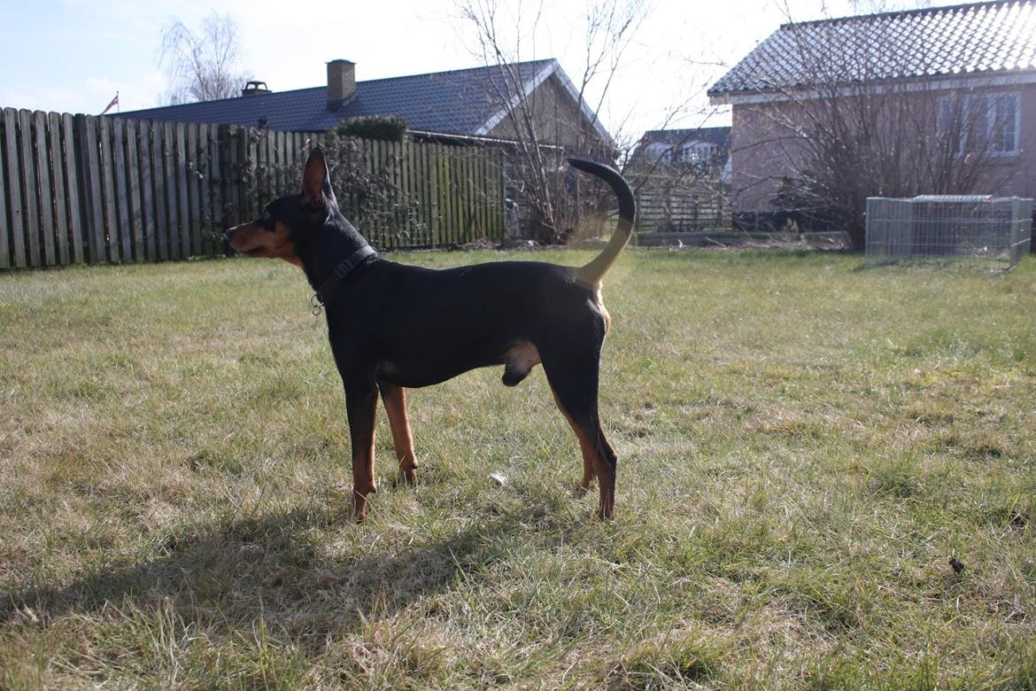 Dvaergpinscher Futte billede 7