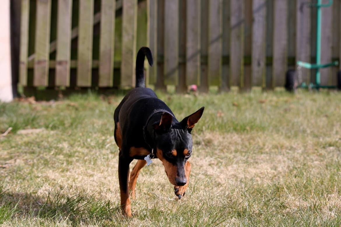 Dvaergpinscher Futte billede 3