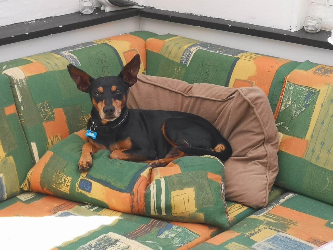 Dvaergpinscher Futte billede 23