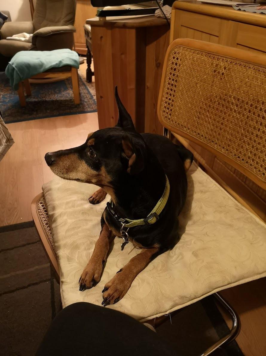 Dvaergpinscher Futte billede 24