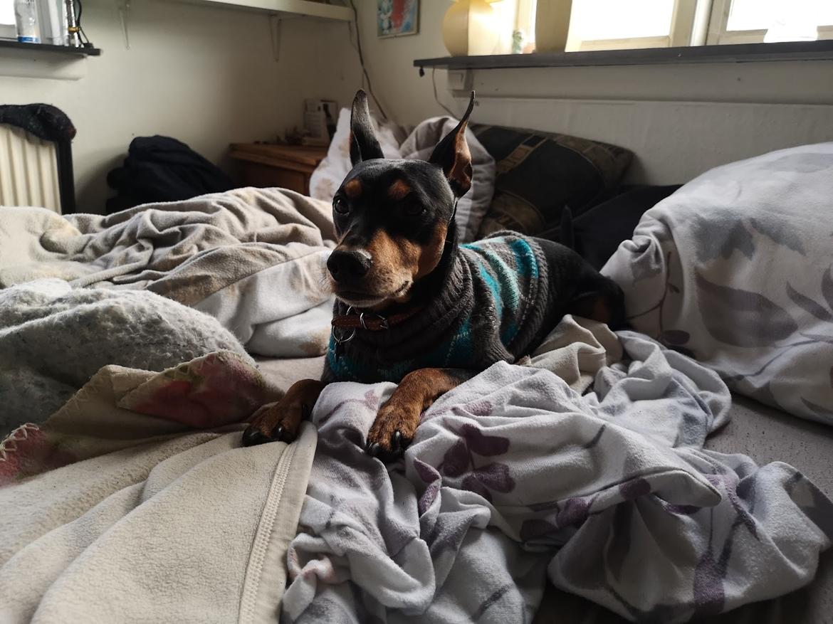 Dvaergpinscher Futte billede 25