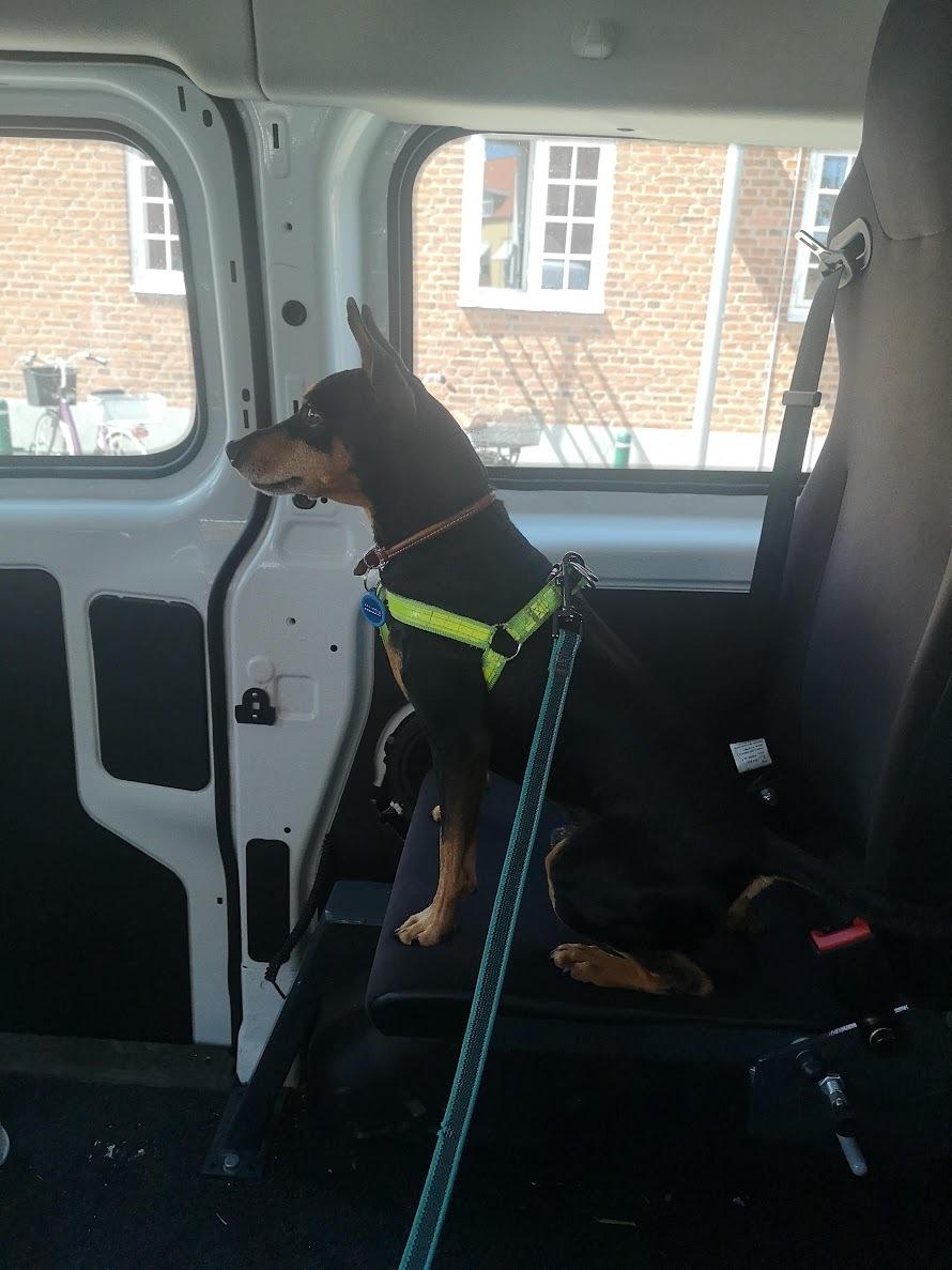 Dvaergpinscher Futte billede 26