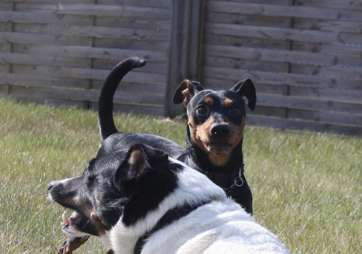Dvaergpinscher Futte billede 5