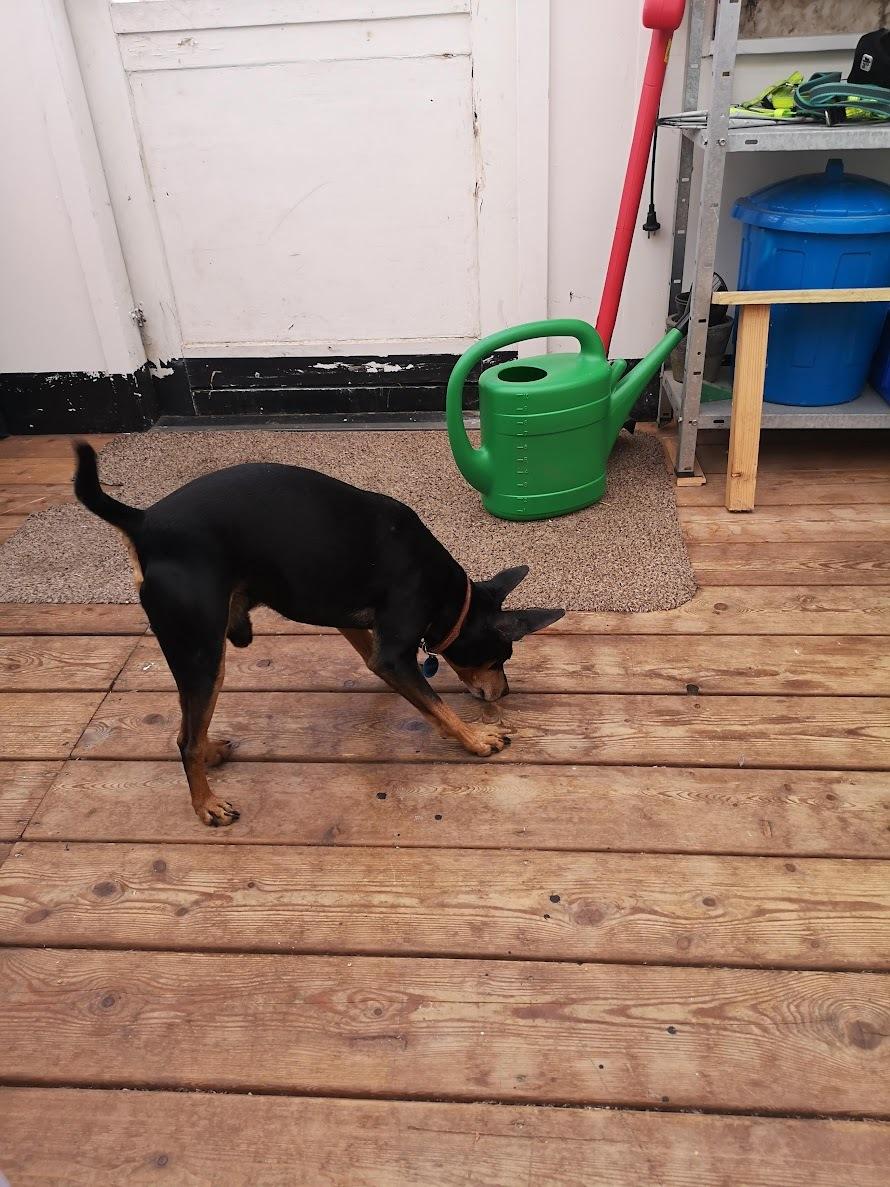 Dvaergpinscher Futte billede 28
