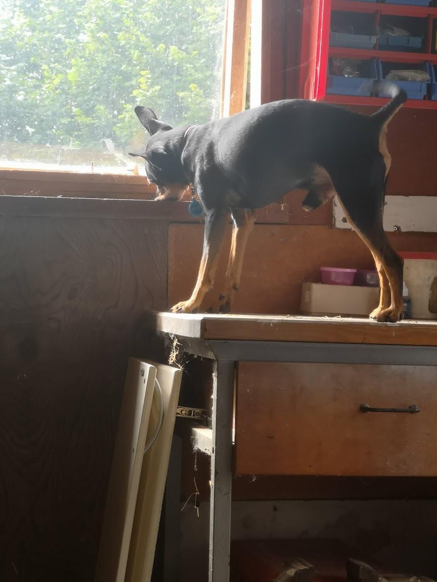 Dvaergpinscher Futte billede 29