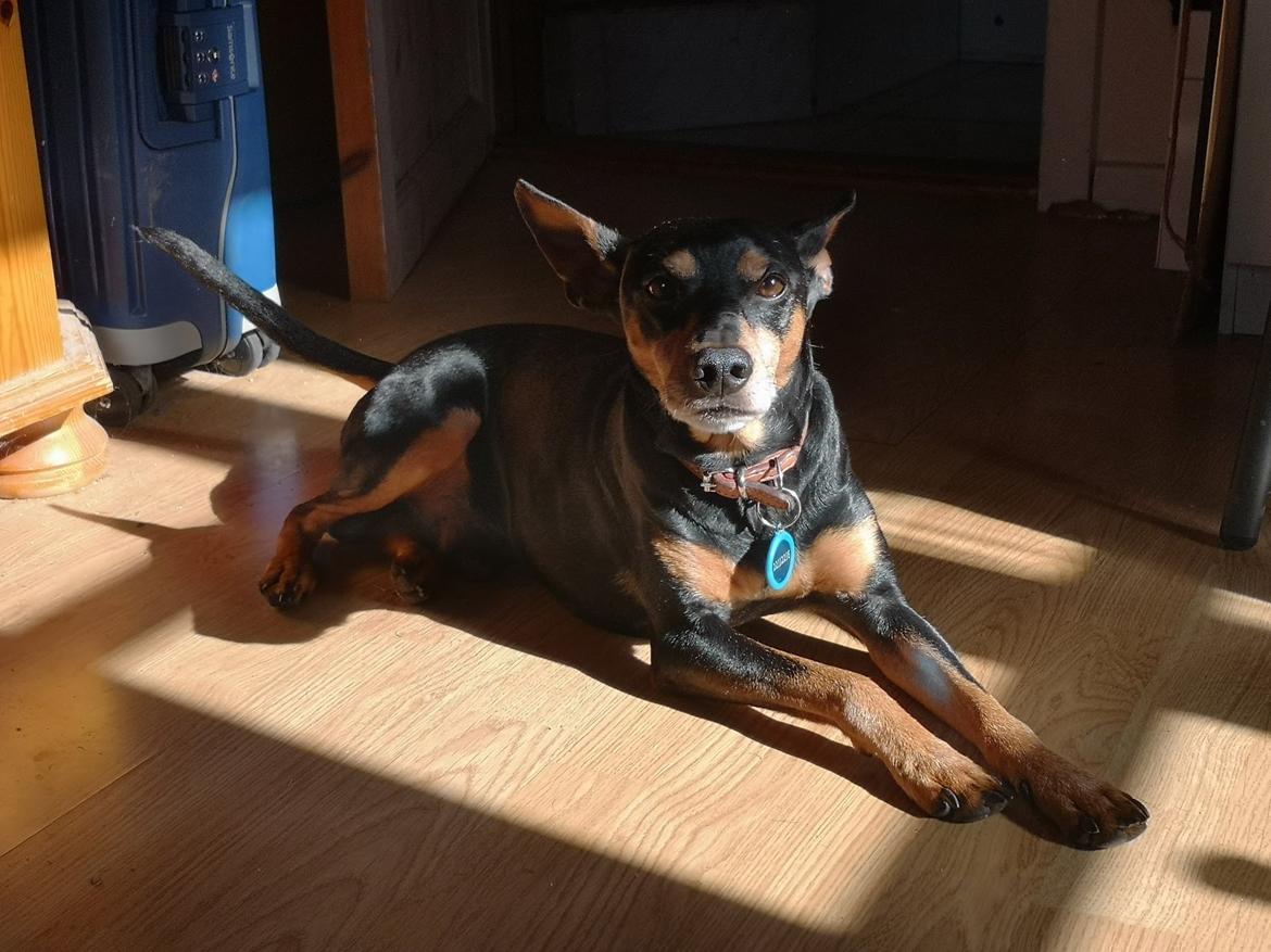 Dvaergpinscher Futte billede 30