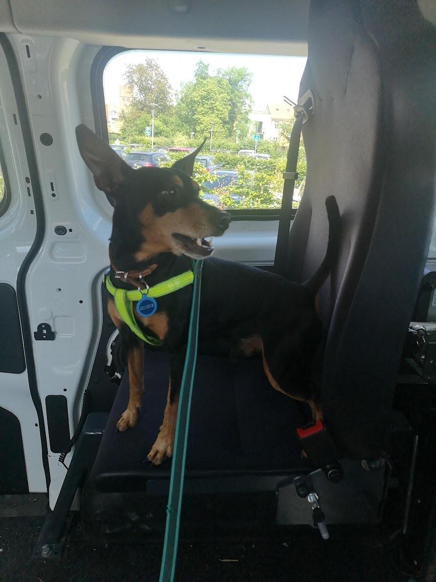 Dvaergpinscher Futte billede 27