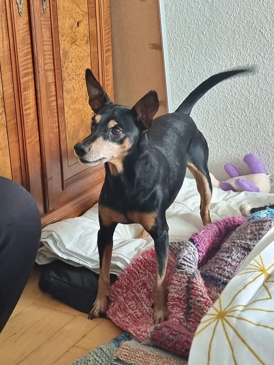 Dvaergpinscher Futte billede 31