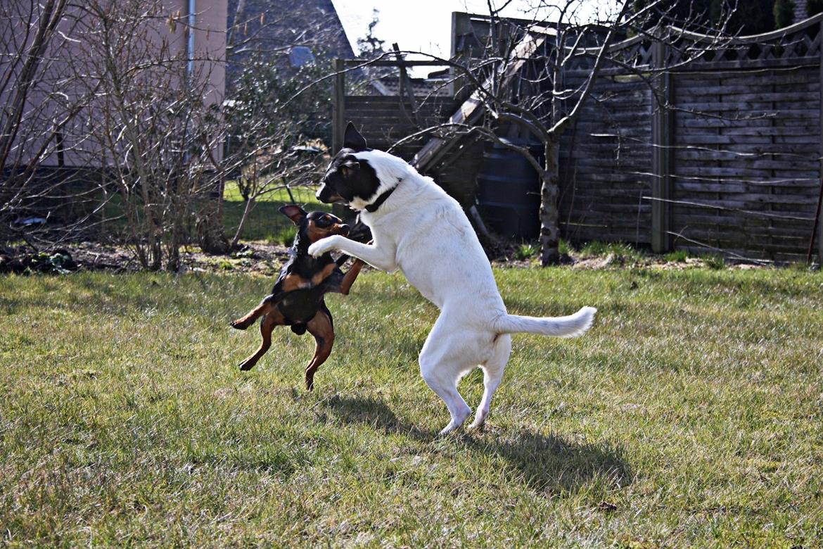 Dvaergpinscher Futte billede 9