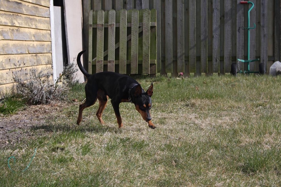 Dvaergpinscher Futte billede 10