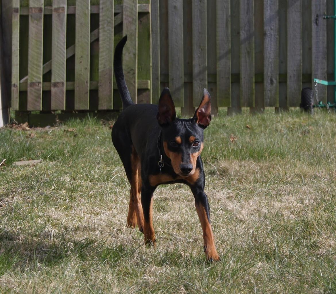 Dvaergpinscher Futte billede 1