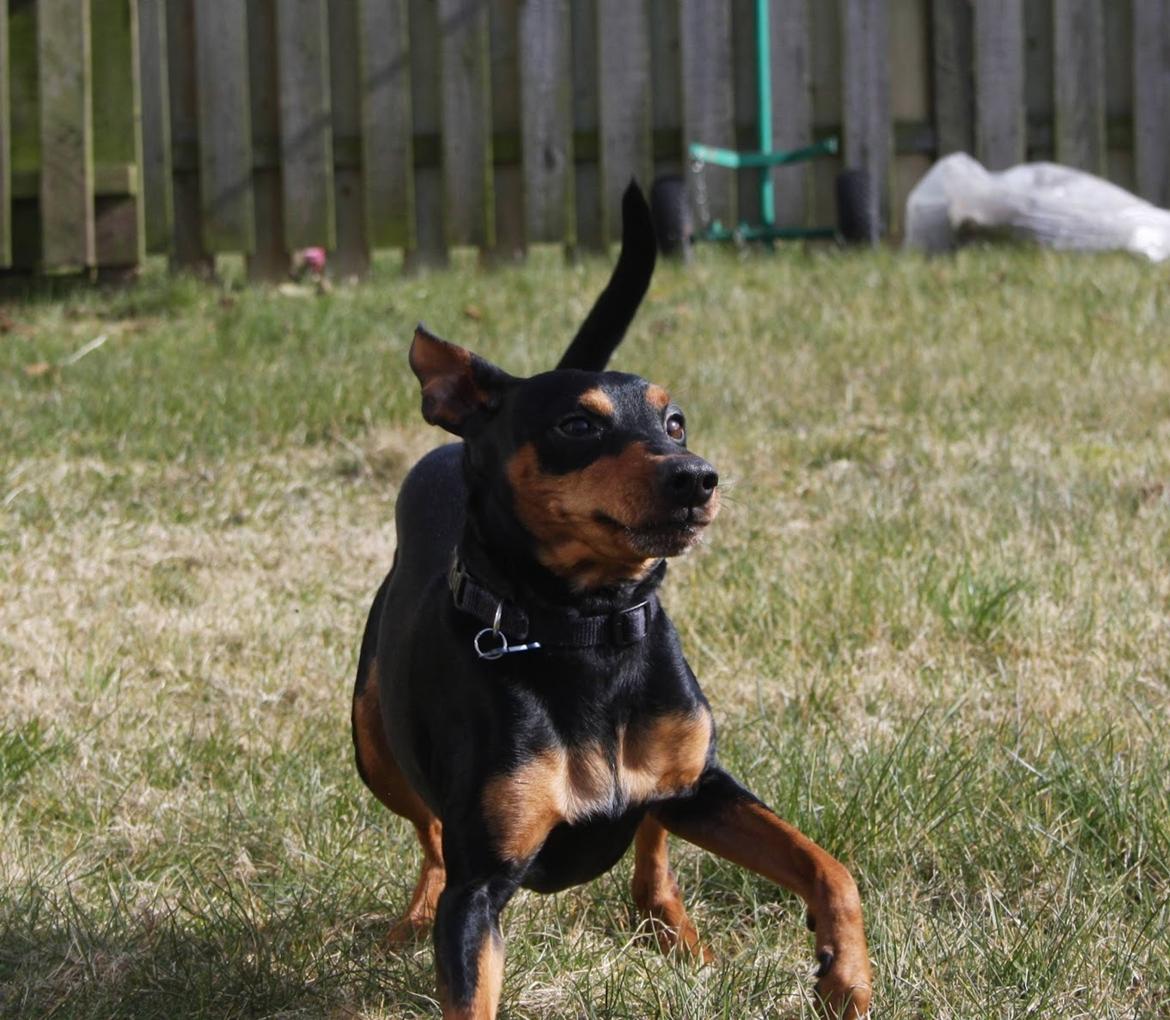 Dvaergpinscher Futte billede 8