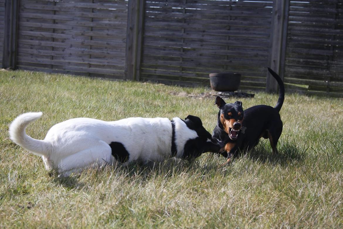 Dvaergpinscher Futte billede 11