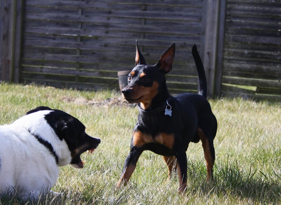 Dvaergpinscher Futte billede 2