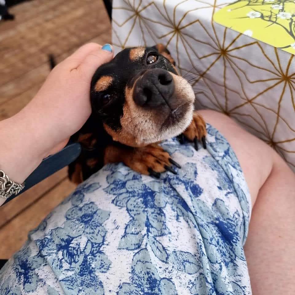 Dvaergpinscher Futte billede 32