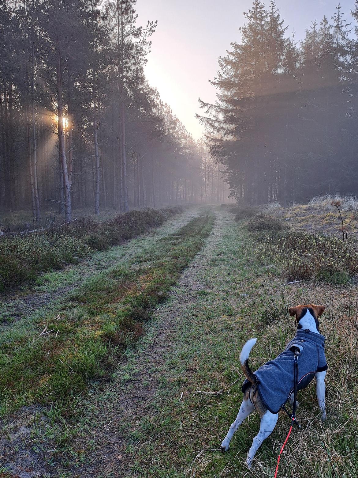 Dansk svensk gaardhund Eddie - 5. maj 2024 billede 42