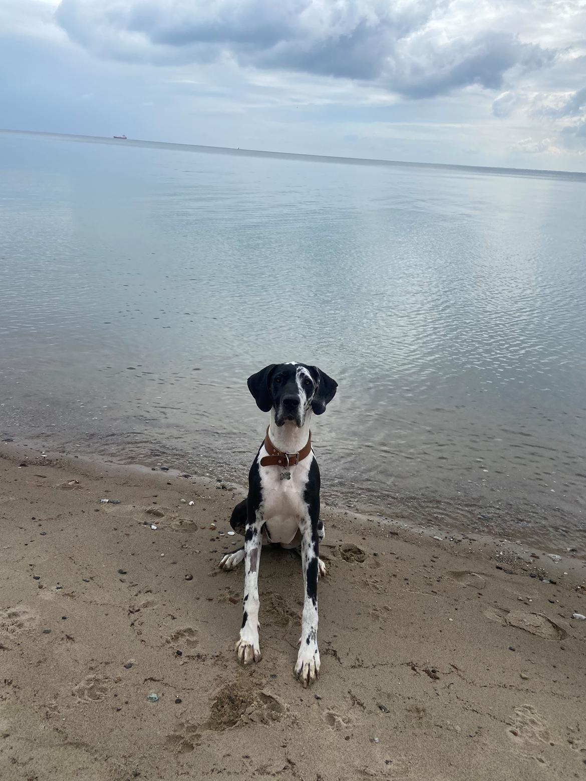 Grand danois Gigi billede 32