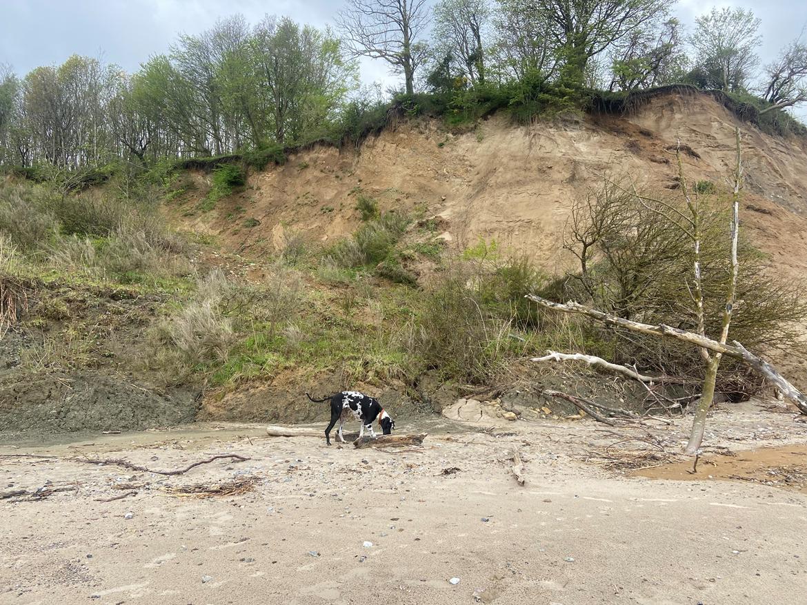 Grand danois Gigi billede 35