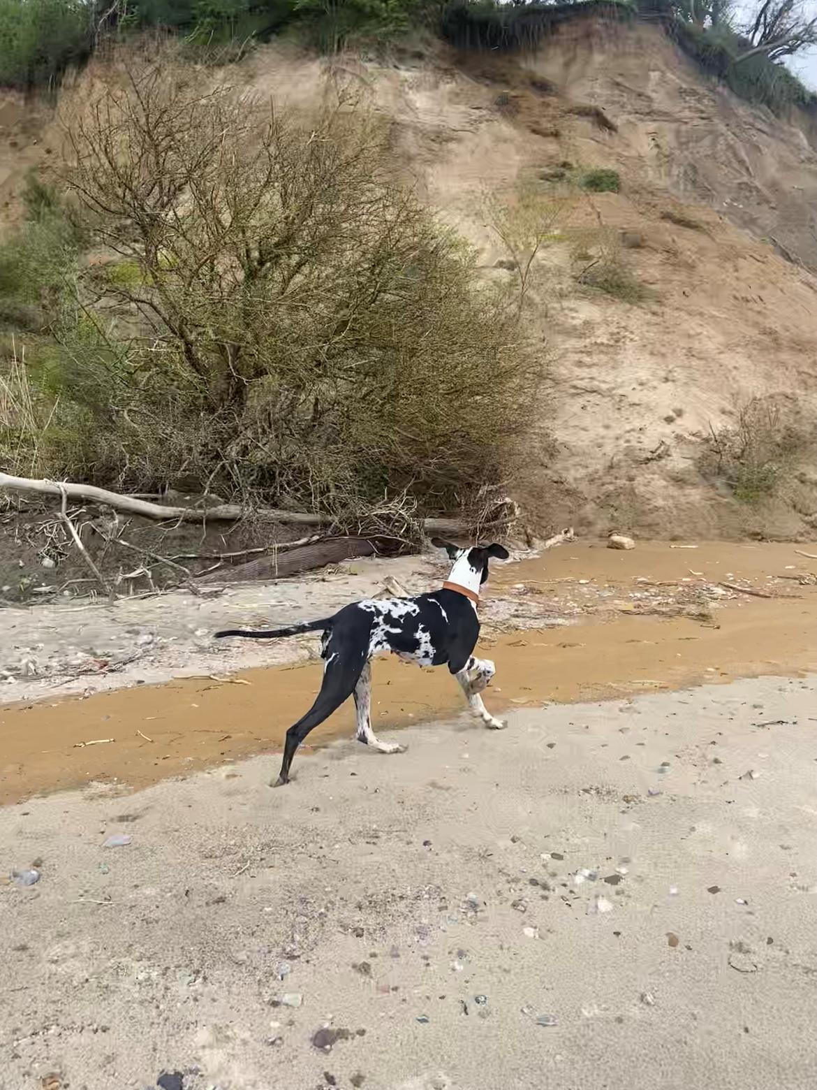 Grand danois Gigi billede 33