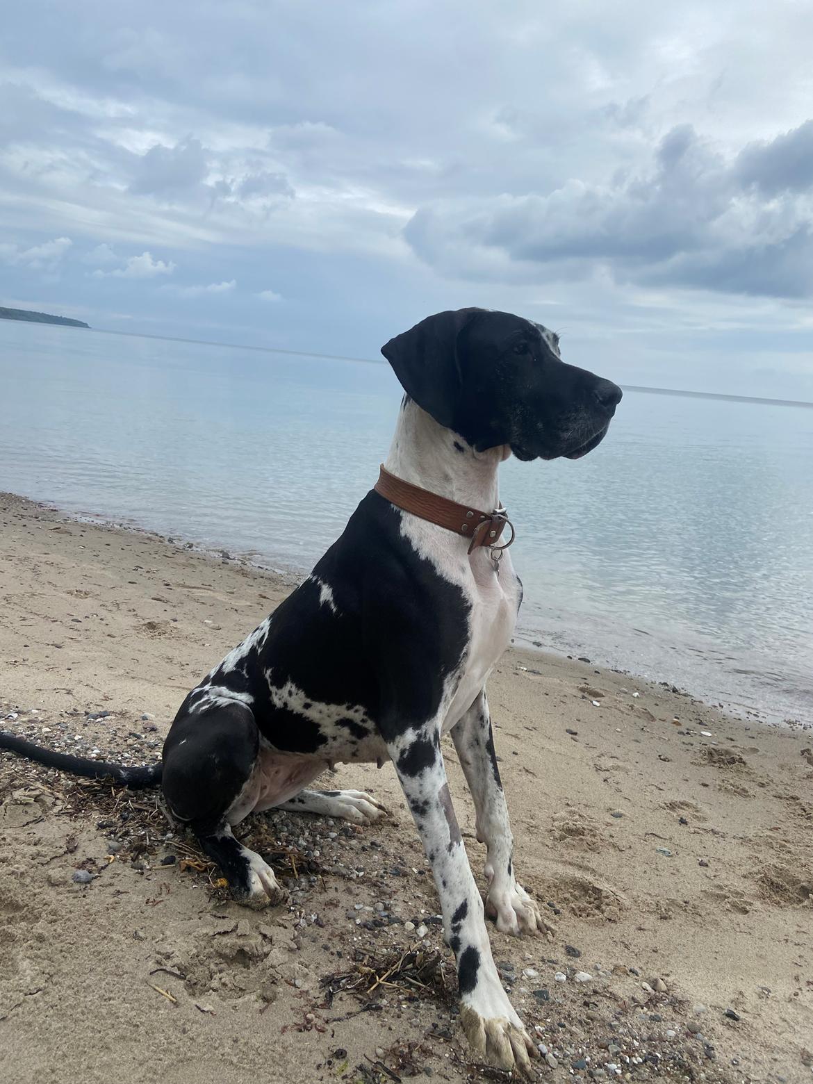 Grand danois Gigi billede 34