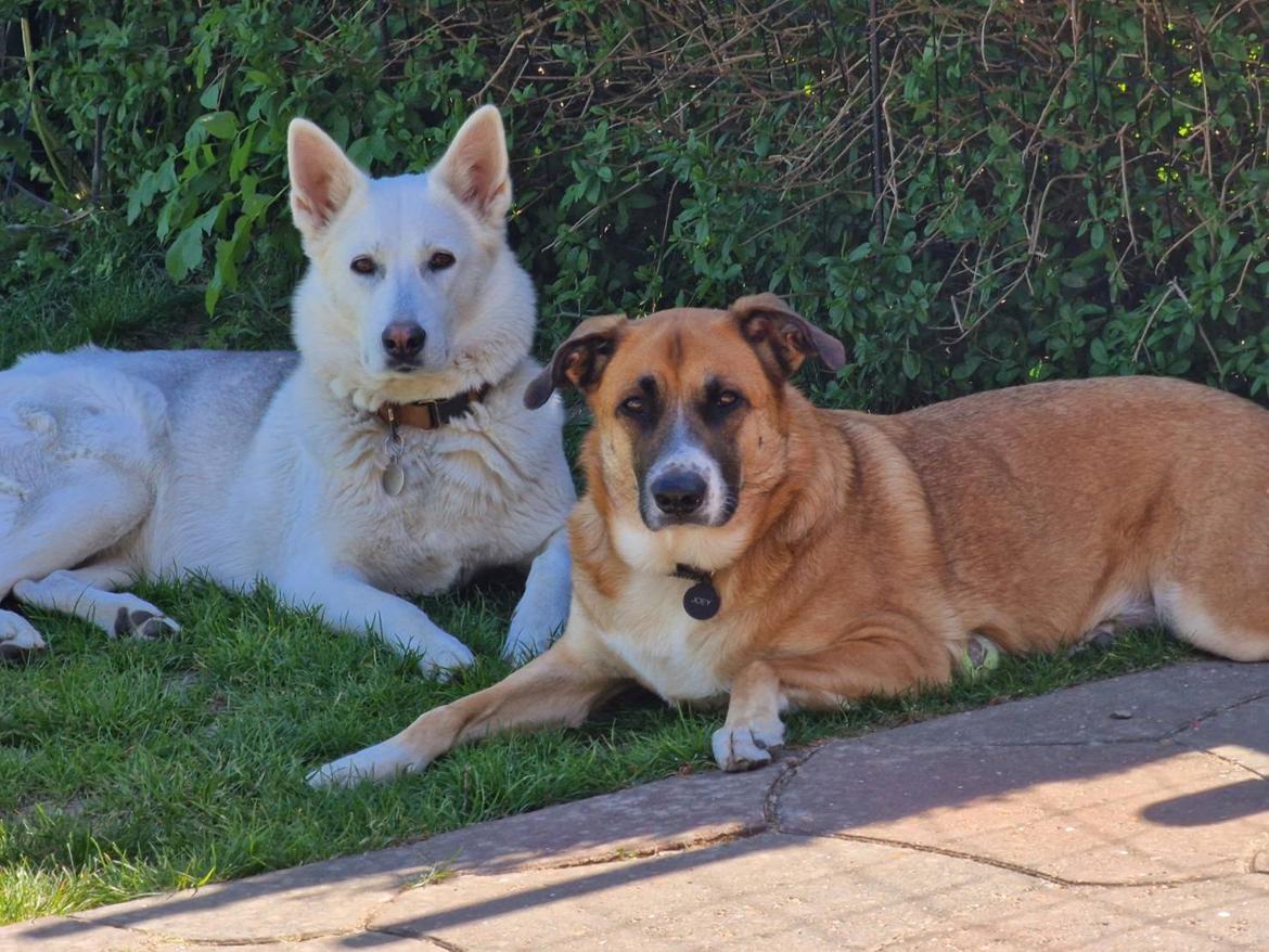 Blanding af racer Joey - Sammen med min mors hund, de er hurtigt blevet bedste venner billede 5