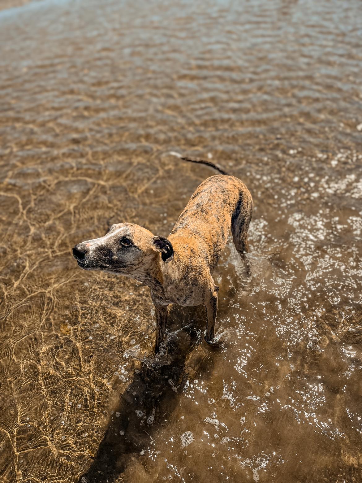 Whippet Dobby - 19 maj 2024 billede 6