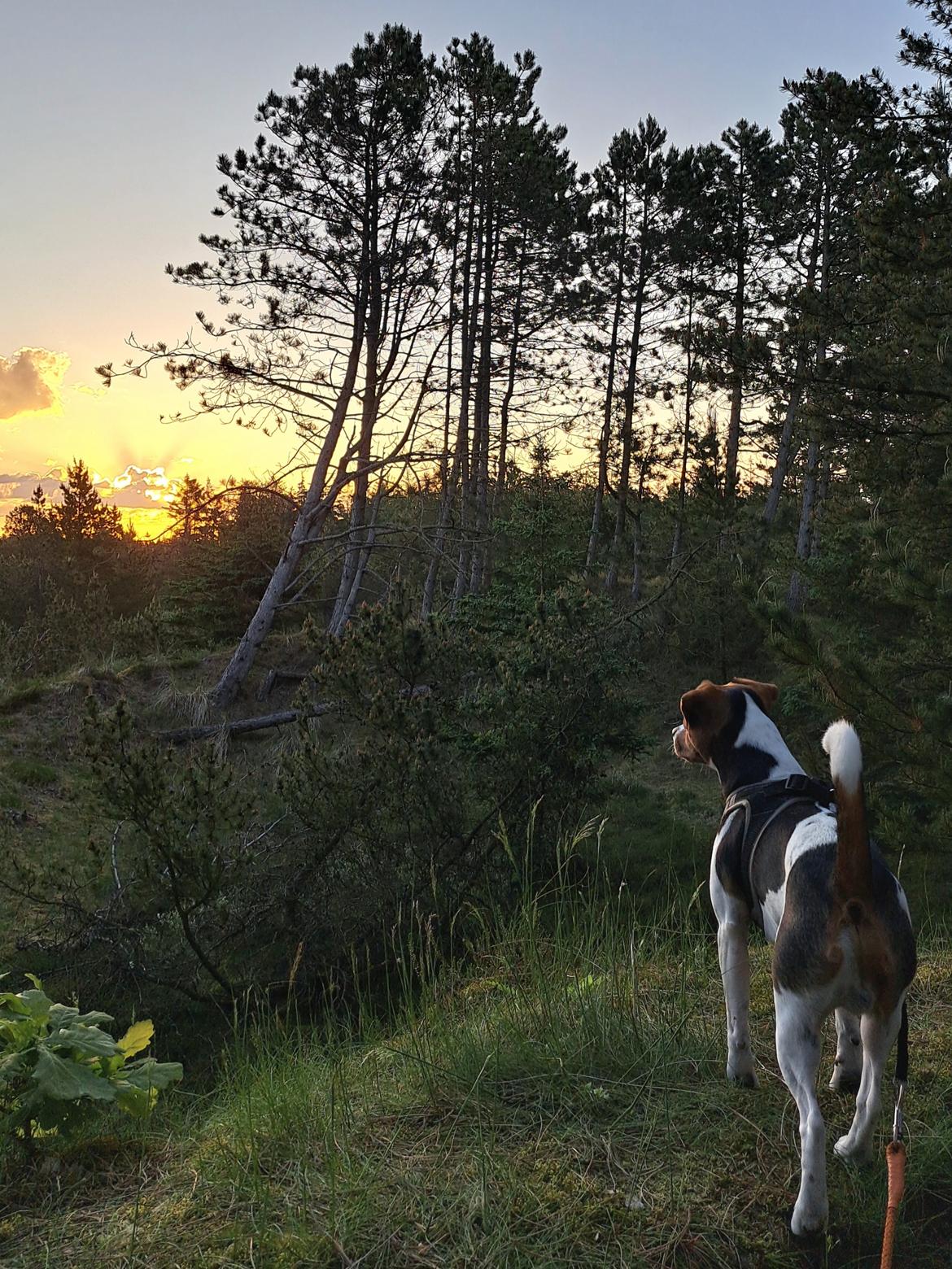 Dansk svensk gaardhund Eddie - 23. maj 2024 billede 43