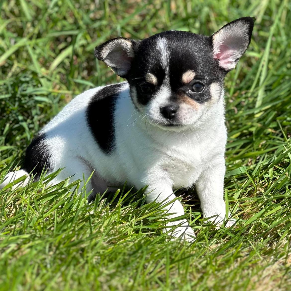 Chihuahua Mynte billede 2