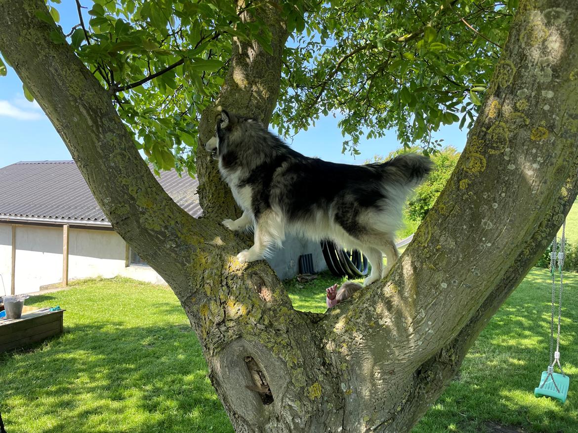 Finsk lapphund Molly billede 1