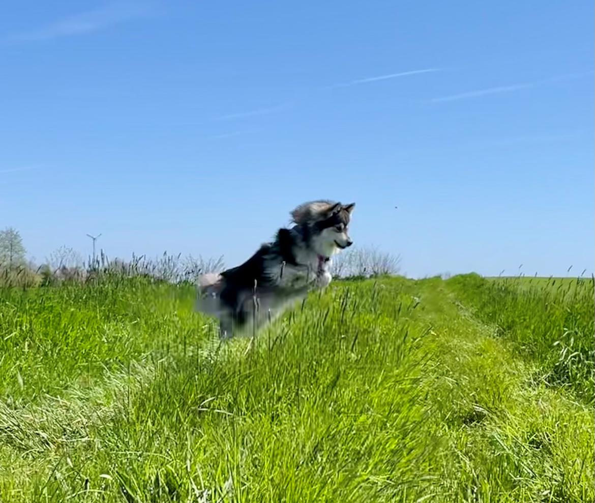 Finsk lapphund Molly billede 2