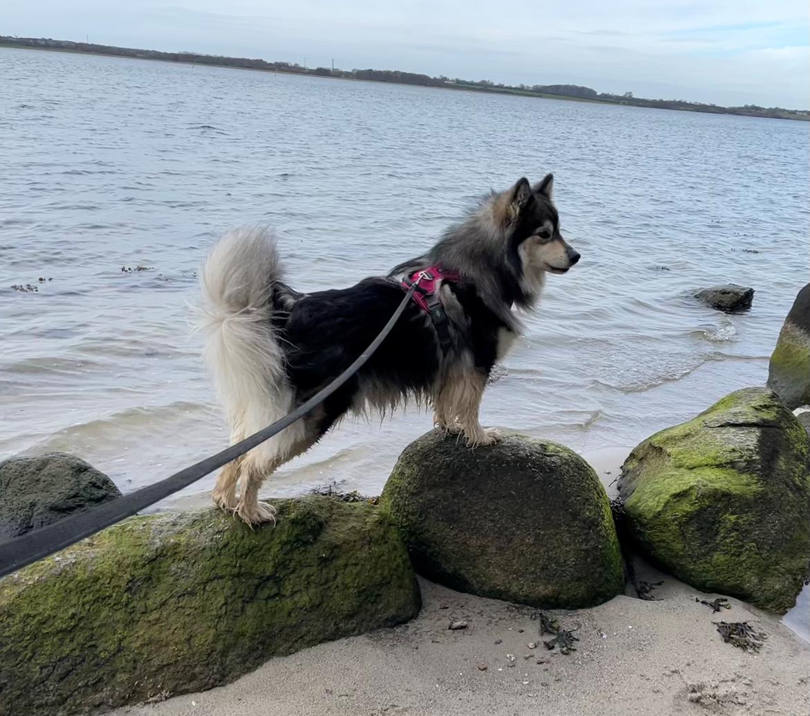 Finsk lapphund Molly billede 4