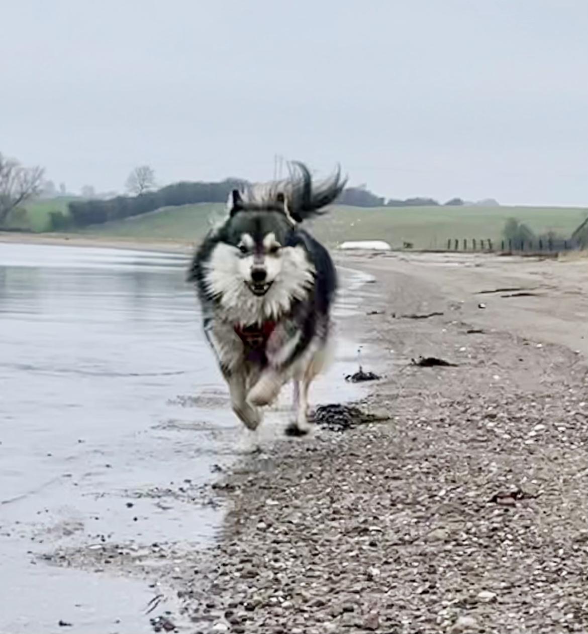 Finsk lapphund Molly billede 5