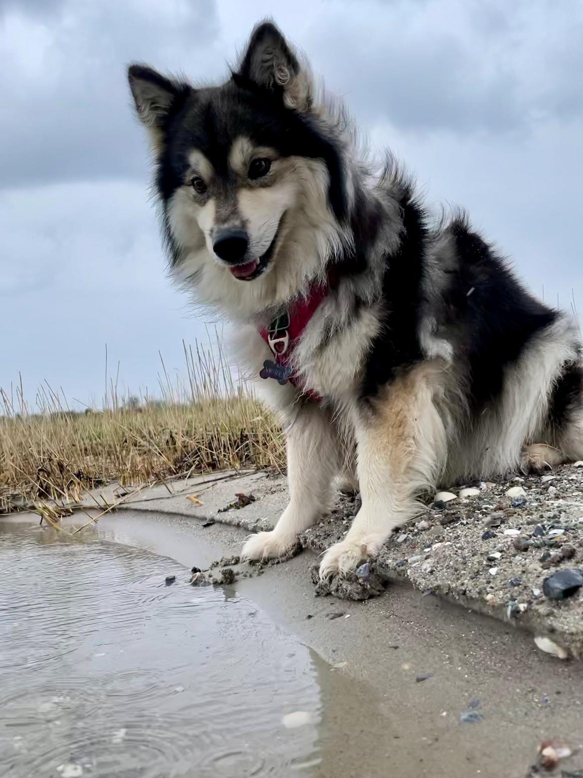 Finsk lapphund Molly billede 3