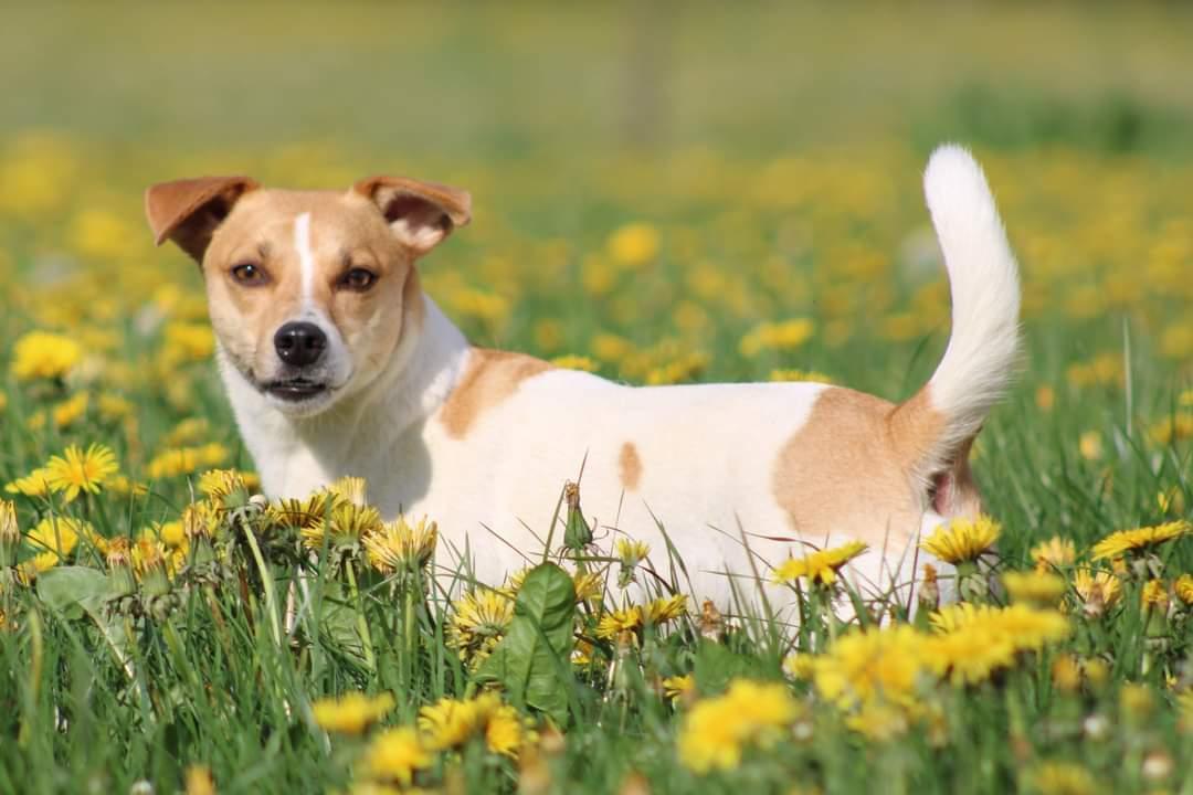 Dansk svensk gaardhund Rita. billede 8