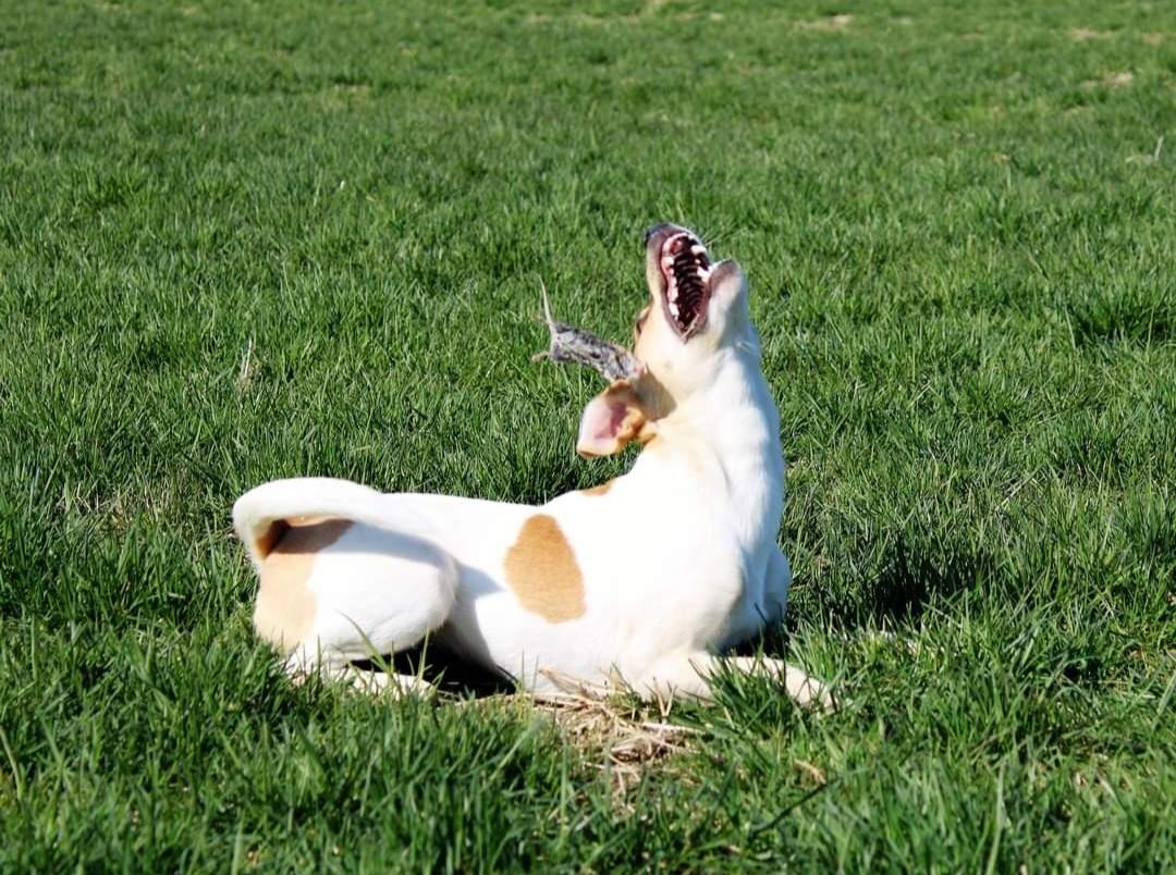 Dansk svensk gaardhund Rita. billede 10