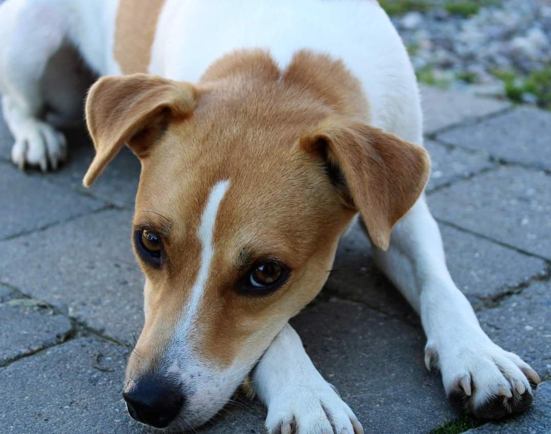 Dansk svensk gaardhund Rita. billede 2