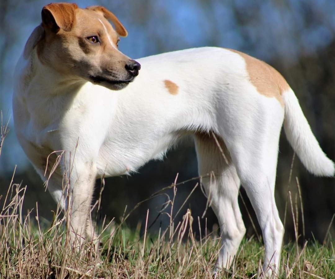 Dansk svensk gaardhund Rita. billede 9