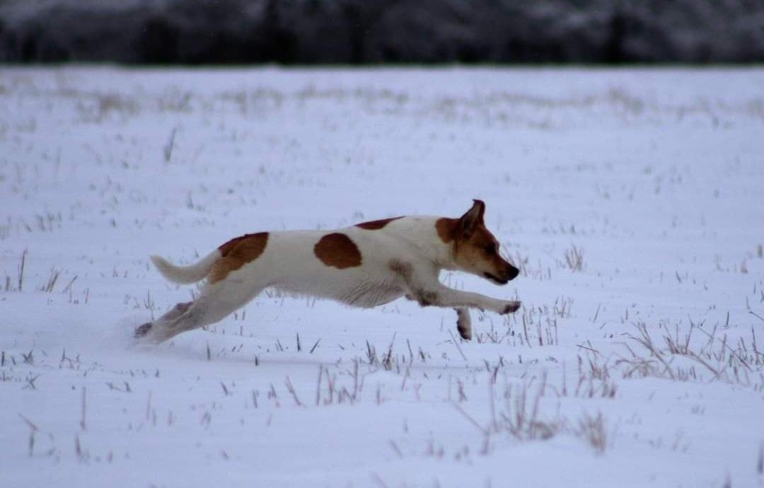 Dansk svensk gaardhund Rita. billede 13