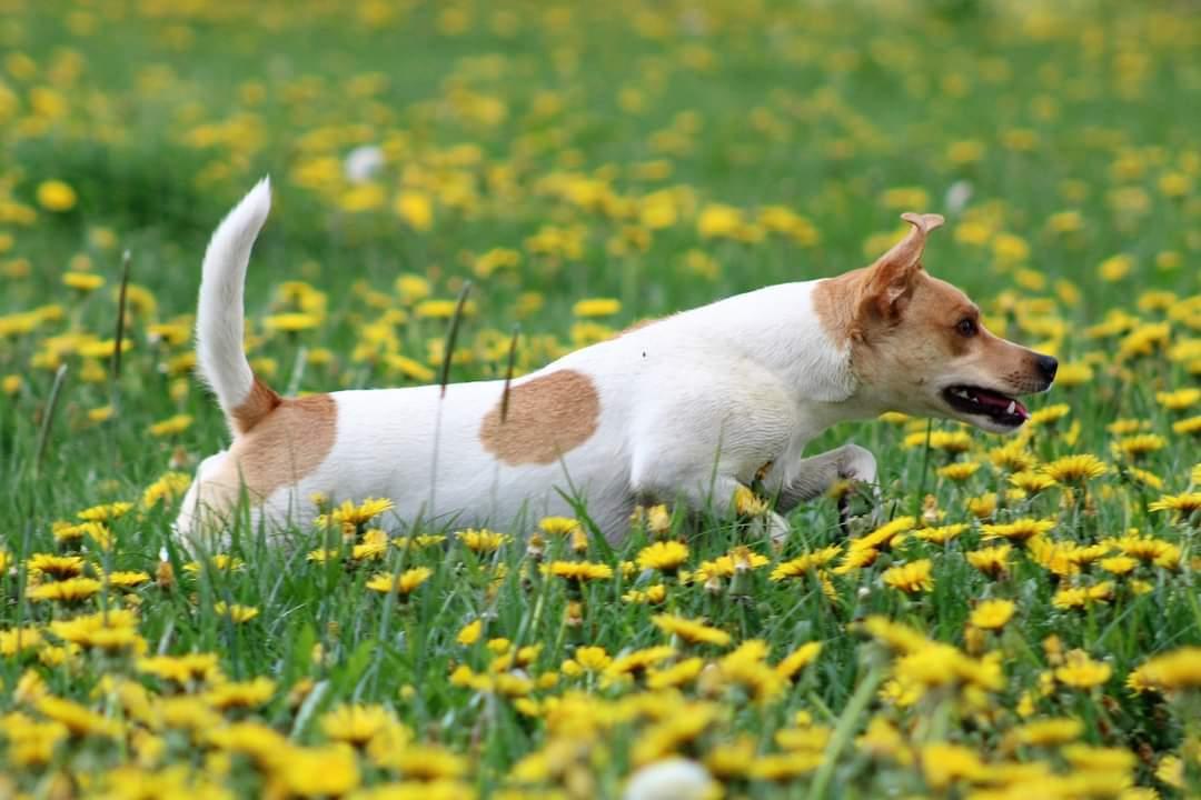 Dansk svensk gaardhund Rita. billede 21