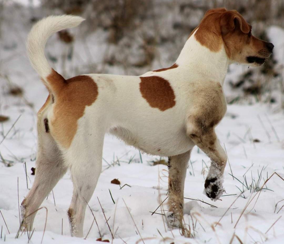 Dansk svensk gaardhund Rita. billede 5