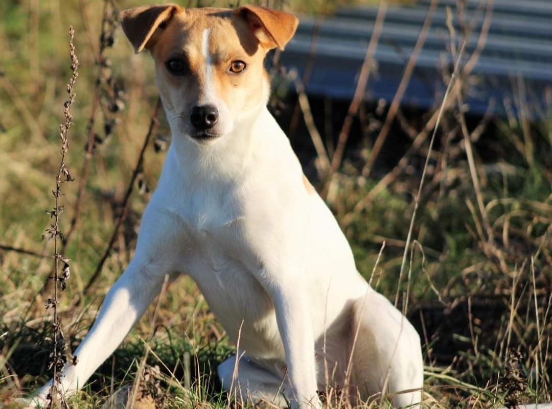 Dansk svensk gaardhund Rita. billede 1