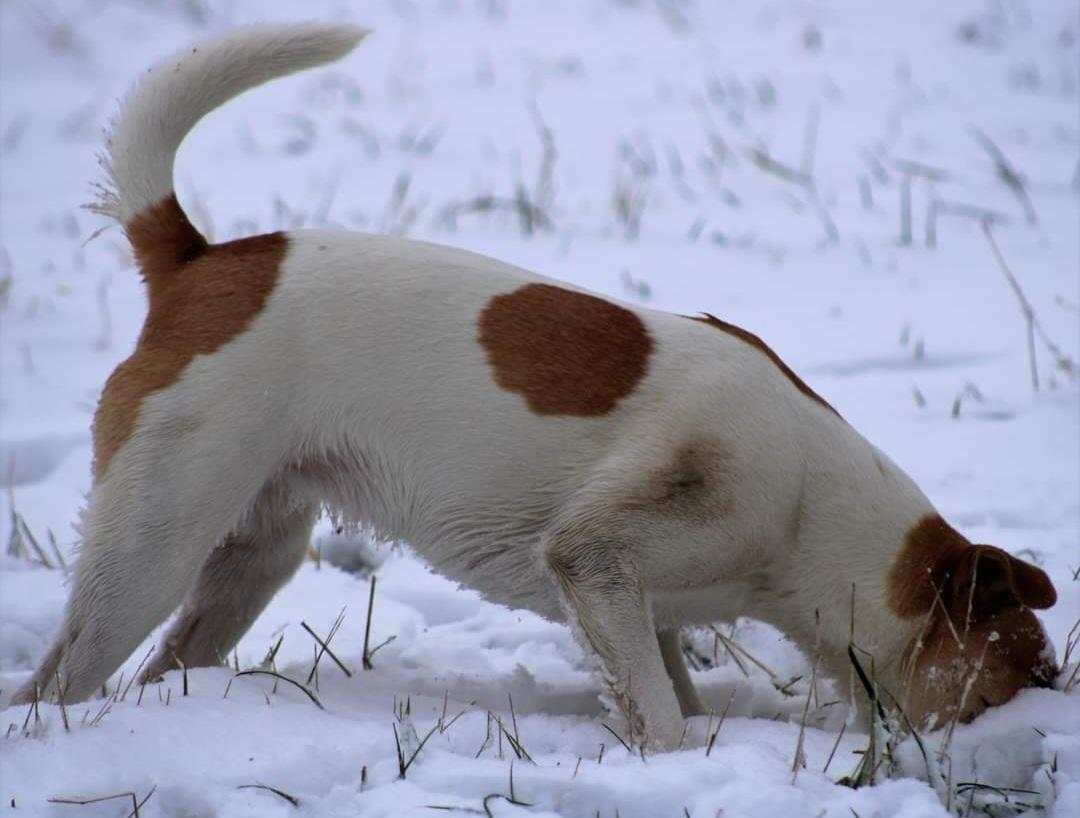 Dansk svensk gaardhund Rita. billede 12