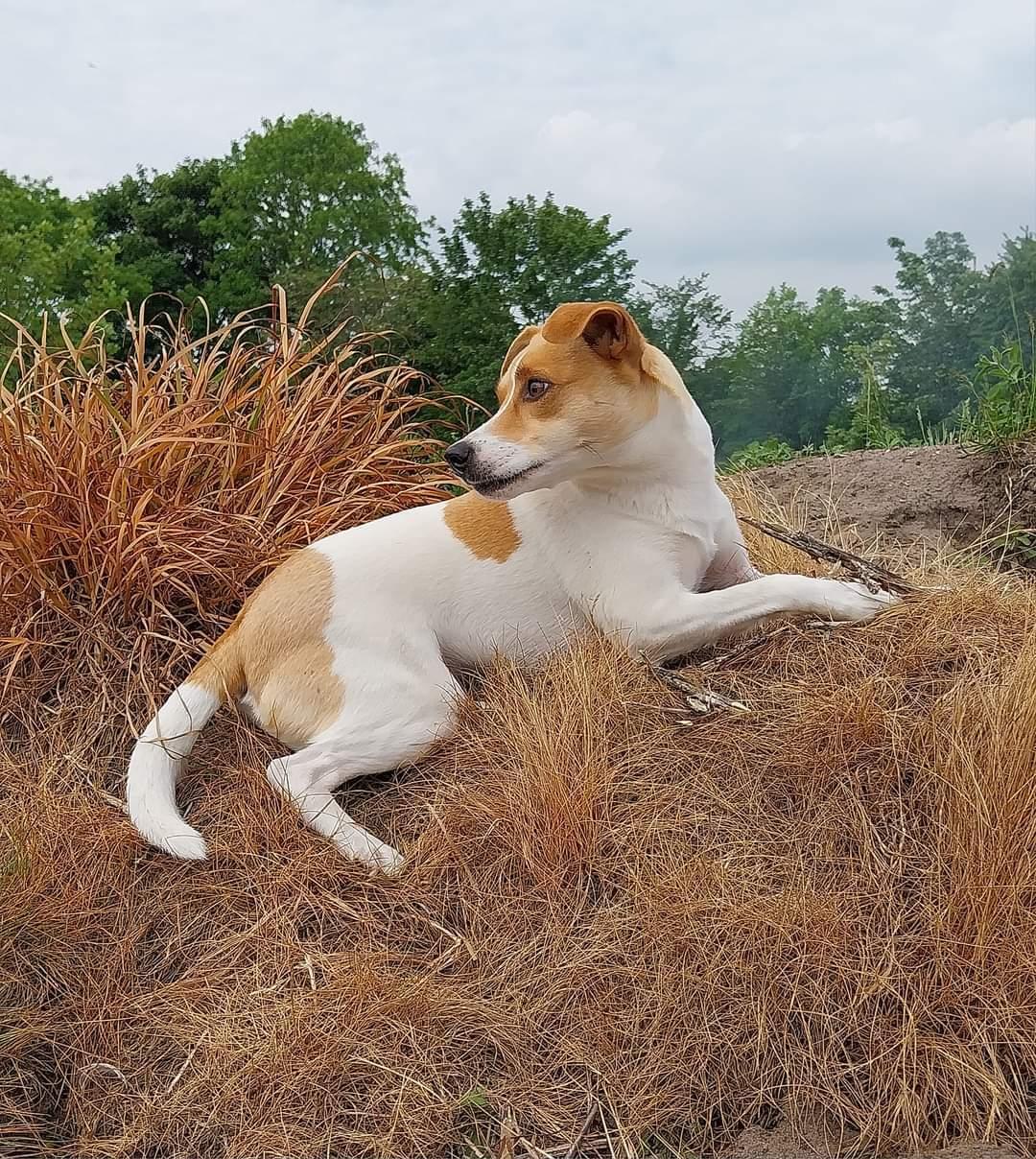 Dansk svensk gaardhund Rita. billede 7