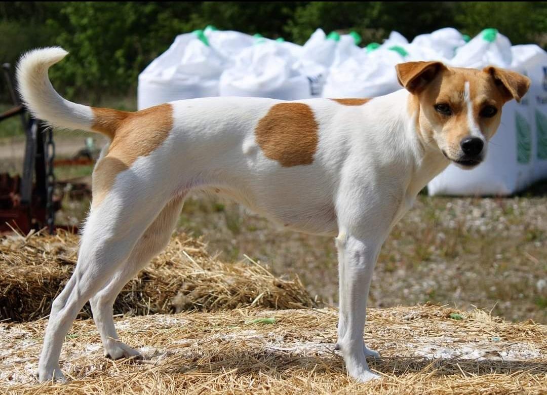 Dansk svensk gaardhund Rita. billede 22