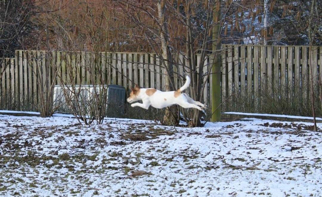 Dansk svensk gaardhund Rita. billede 11