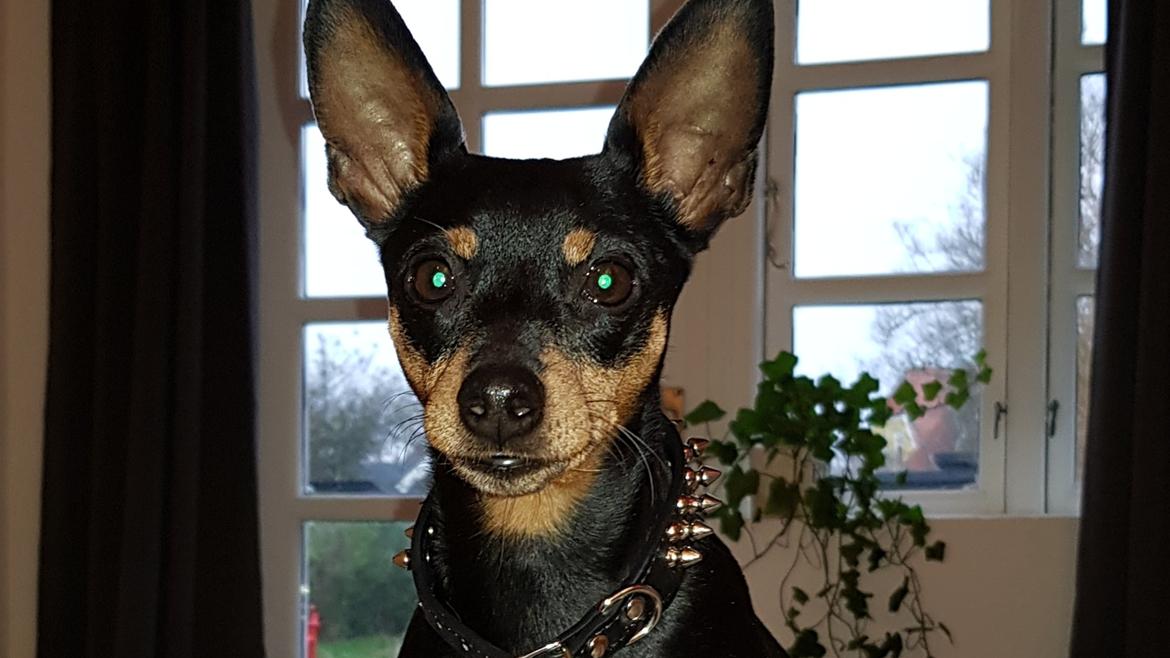 Dvaergpinscher Wupti billede 3