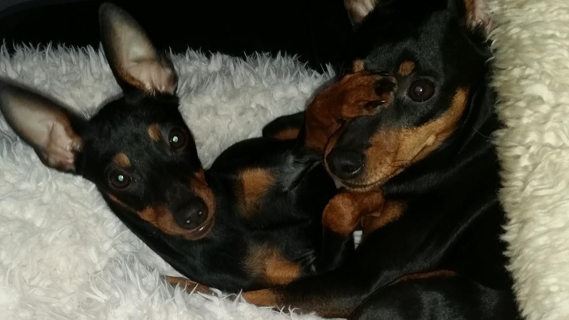 Dvaergpinscher Wupti billede 5